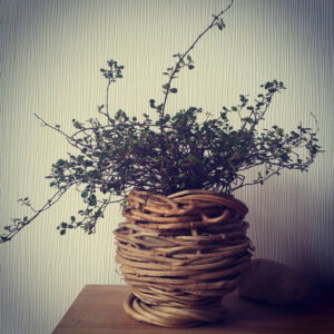 Cache-pot en lierre